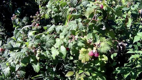 Berry picking off a branch of a bush Stock Footage 78054431