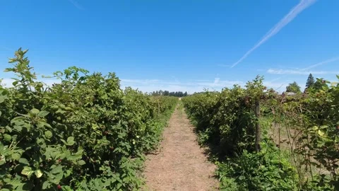 Berry picking looking down a dirt path with a bright blue sky. Stock-Footage 246259106
