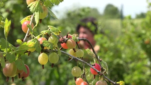 Berry Picking on a sunny day Stock Footage 239629711