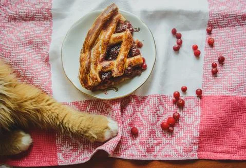 Berry pie on a red-white tablecloth with berries and a cat's paw lying on it Stock Photos