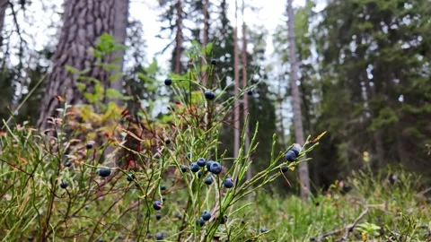 Berry Plants beneath Pine Trunks 스톡 동영상 347681704