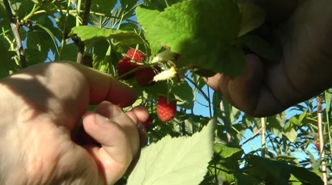 Berry preparation for the winter Stock Footage 8562070
