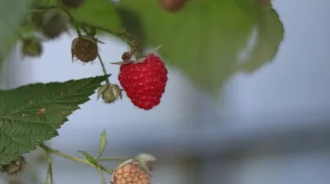 Berry-raspberry beckoned us to itself Stock Photos