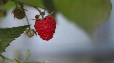 Berry-raspberry beckoned us to itself Stock Photos