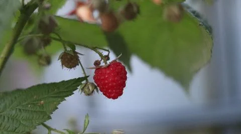 Berry-raspberry beckoned us to itself, Stock Photos