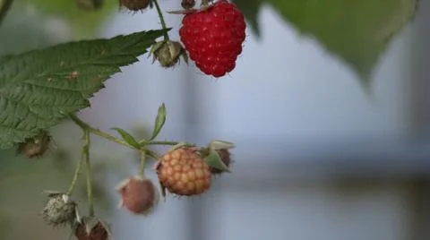 Berry-raspberry beckoned us to itself, Stock Photos