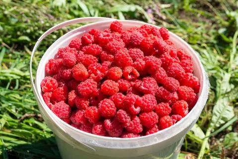 Berry raspberry in a bucket Stock Photos