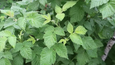 Berry raspberry bush leaves, close up Vídeo Stock 169379668