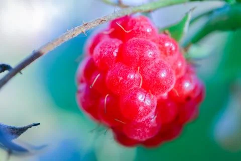 Berry raspberry macro as a beautiful background 스톡 사진