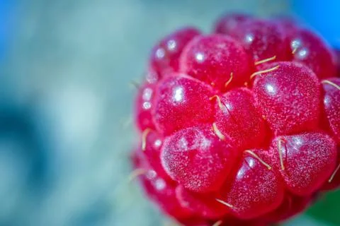 Berry raspberry macro as a beautiful background Foto stock