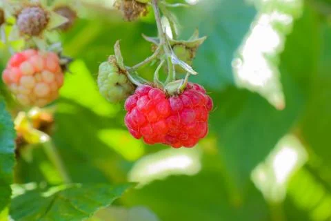Berry raspberry macro as a beautiful background Foto stock