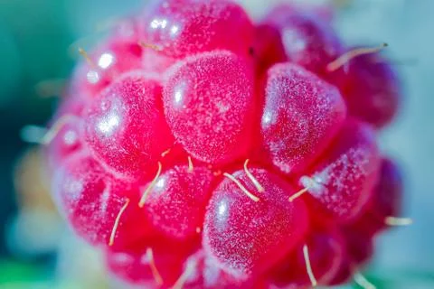 Berry raspberry macro as a beautiful background Stock-Fotos