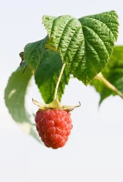 Berry a raspberry Stock Photos