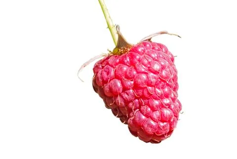 Berry raspberry on white background. Stock Photos