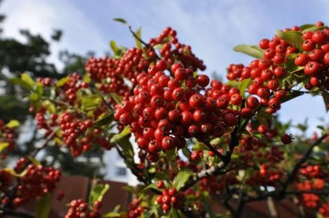 Berry Red 写真素材