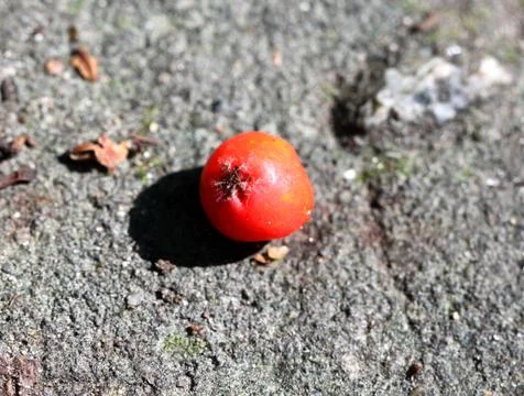 Berry red rose hips Stock Photos