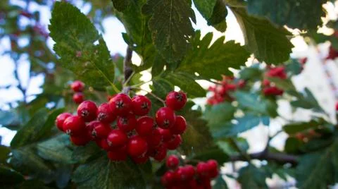 Berry Rowan Stock Photos