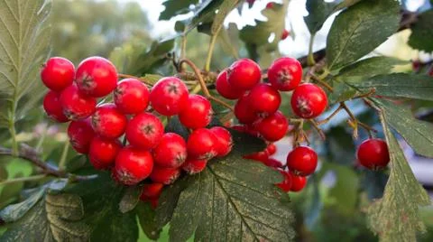 Berry Rowan Stock Photos