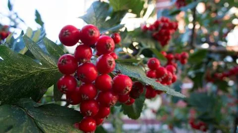 Berry Rowan Stock Photos