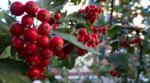 Berry Rowan Stock Photos