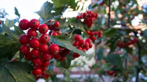Berry Rowan Stock Photos