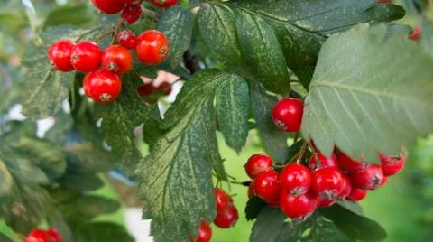 Berry Rowan Stock Photos