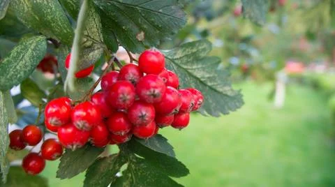 Berry Rowan Stock Photos