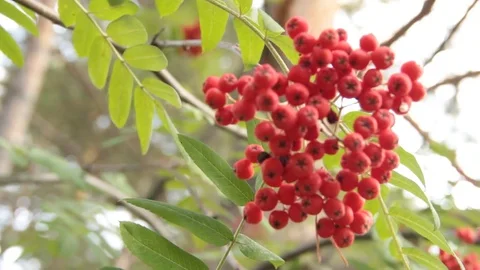 Berry Rowan is red 스톡 동영상 79306214