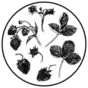 Berry set vector isolated elements. Strawberry Illustrazione stock