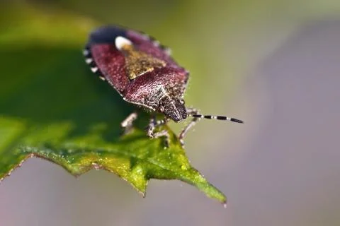Berry shield on a green leaf. Red bug macro Stock Photos