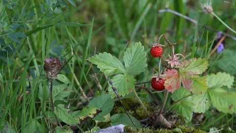 Berry strawberries in the grass Stock Footage 78416752
