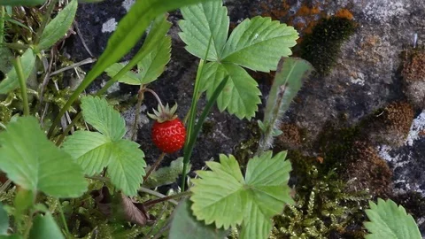 Berry of strawberry Stock Footage 78416822