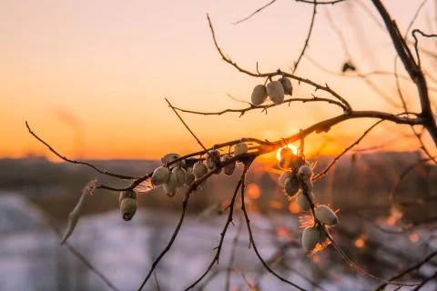 Berry tree on the background of a winter sunset Stock Photos
