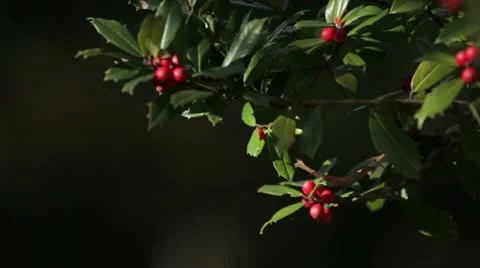 Berry Tree Blowing in the Wind Background Stock Footage 12684469