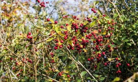 Berry tree up in the mountain Stock Photos