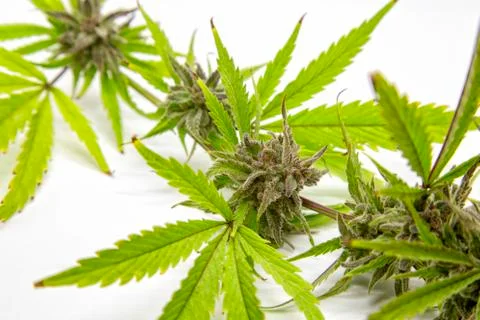 Berry White Mid-Section Stock Photos