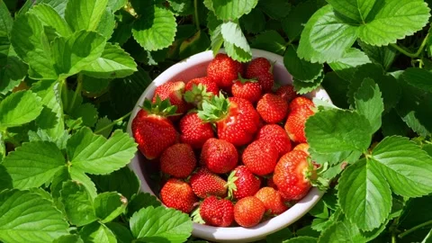 Berry1 Stock Footage 337708764
