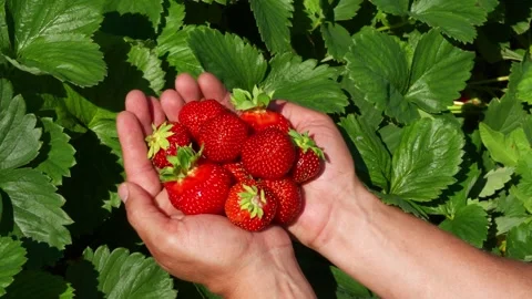 Berry10 Stock Footage 337708907