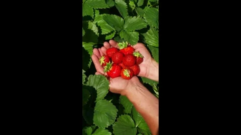 Berry11 Stock Footage 337708892
