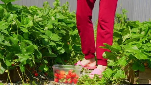 Berry12 Stock Footage 338128863