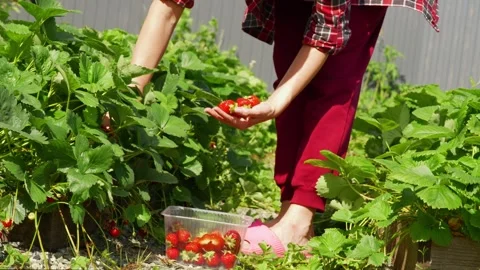 Berry13 Stock Footage 338128859
