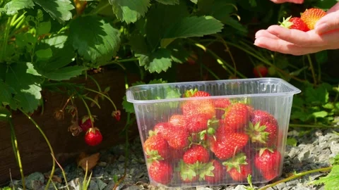 Berry14 Stock Footage 338128831