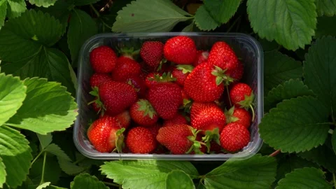 Berry15 Stock Footage 338128829