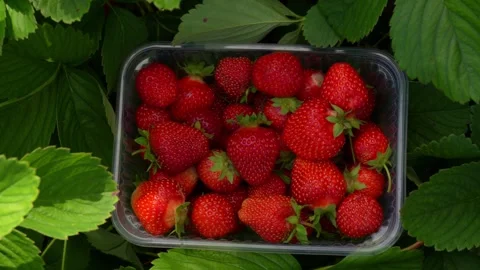 Berry16 Stock Footage 338128804