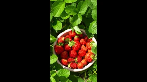 Berry2 Stock Footage 337708810