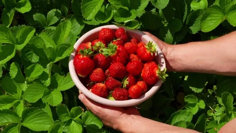 Berry4 Stock Footage 337708750