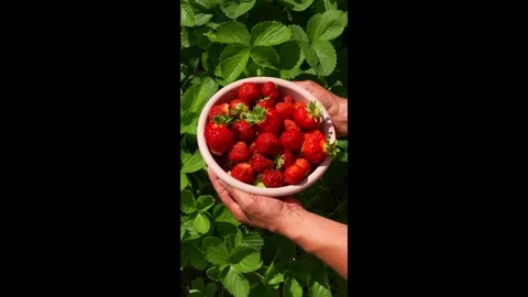 Berry5 Stock Footage 337708848