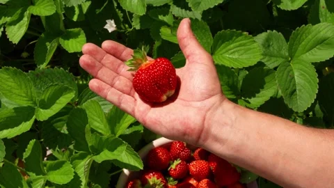 Berry6 Stock Footage 337708843