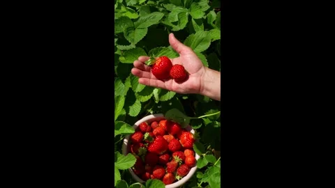 Berry7 Stock Footage 337708831