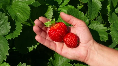 Berry8 Stock Footage 337708866